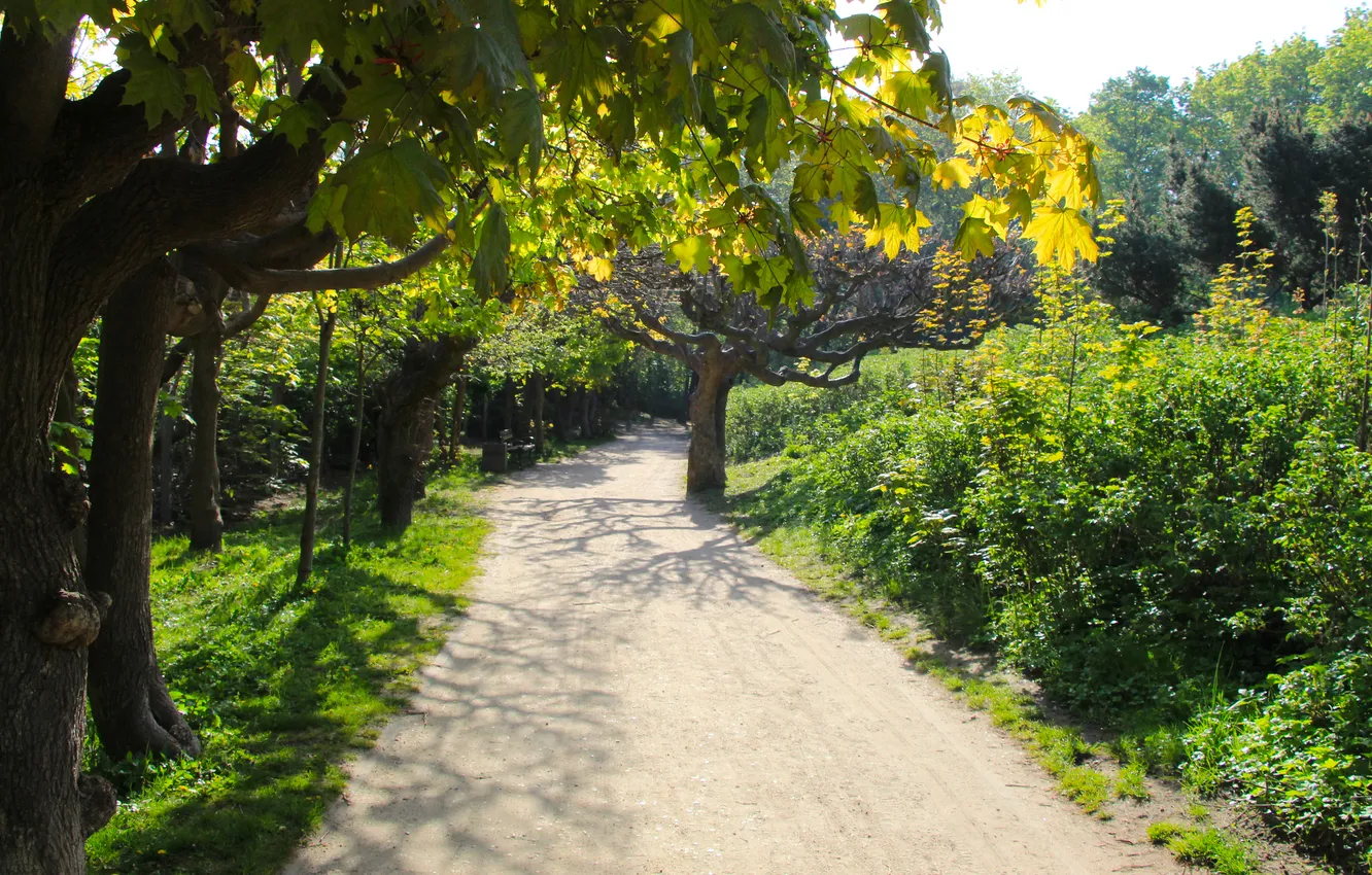 Фото обои trees, park, alley