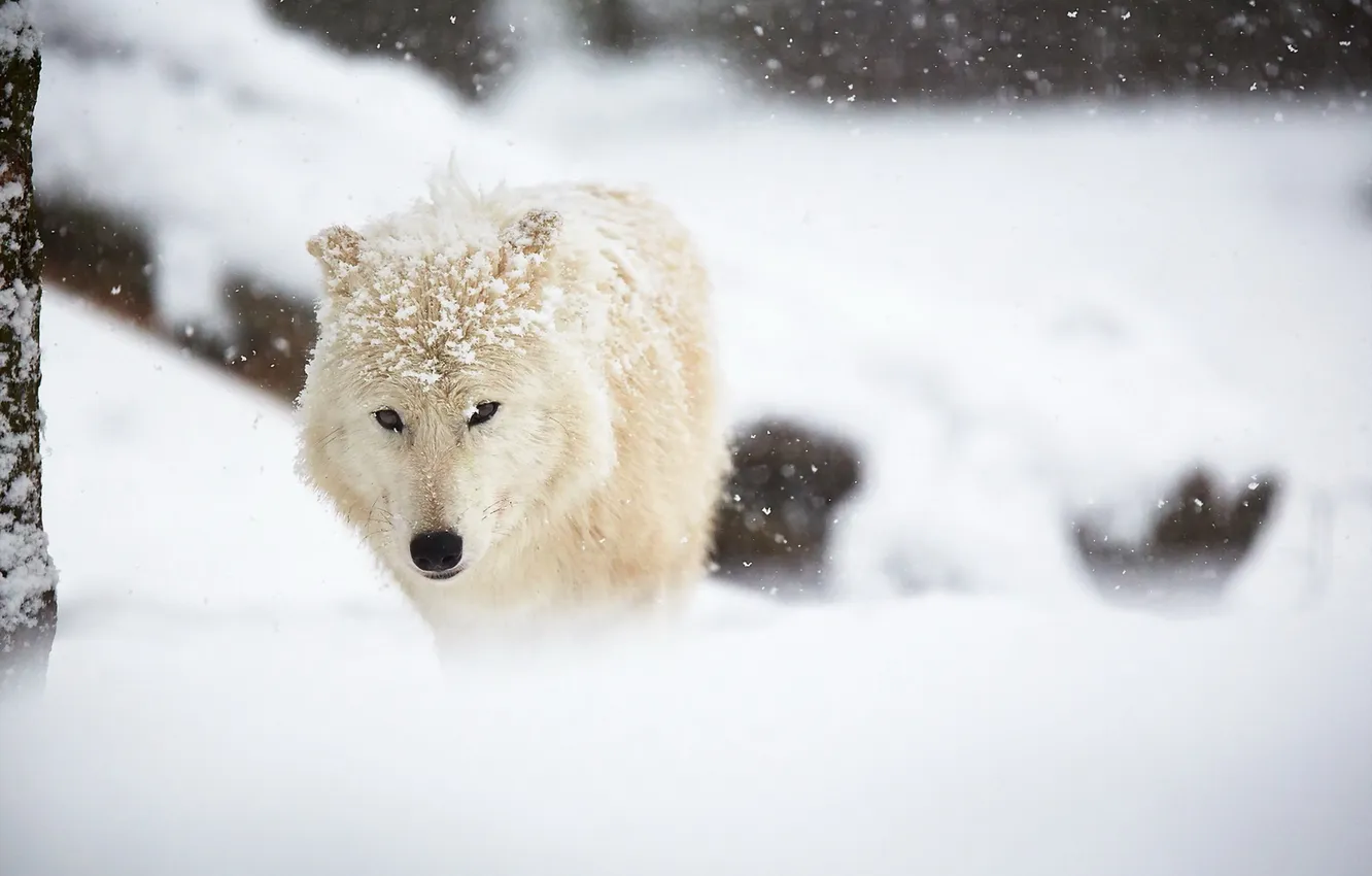 Фото обои зима, снег, Arctic wolf