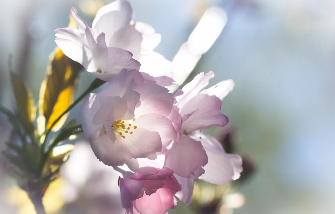 Фото обои макро, цветы, прирорда