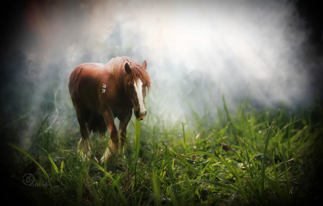 Фото обои трава, лучи, туман, лошадь