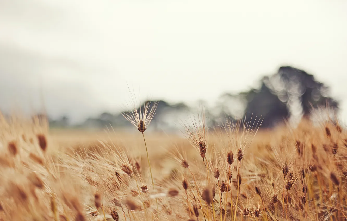 Фото обои пшеница, поле, природа, колоски, колосья
