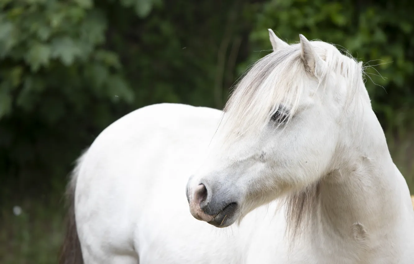 Фото обои взгляд, конь, лошадь, пони, белая, челка