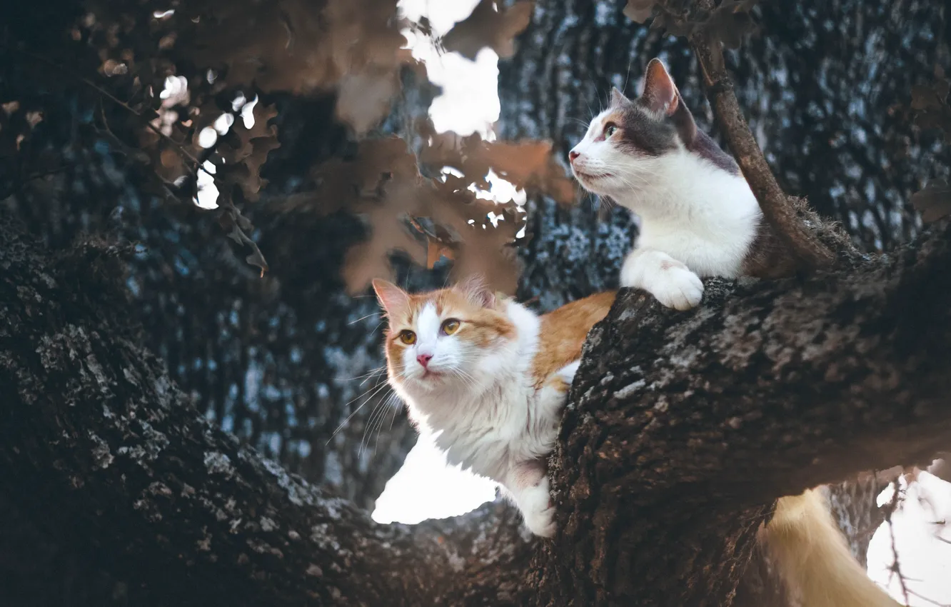 Фото обои кошки, дерево, на дереве, котейки