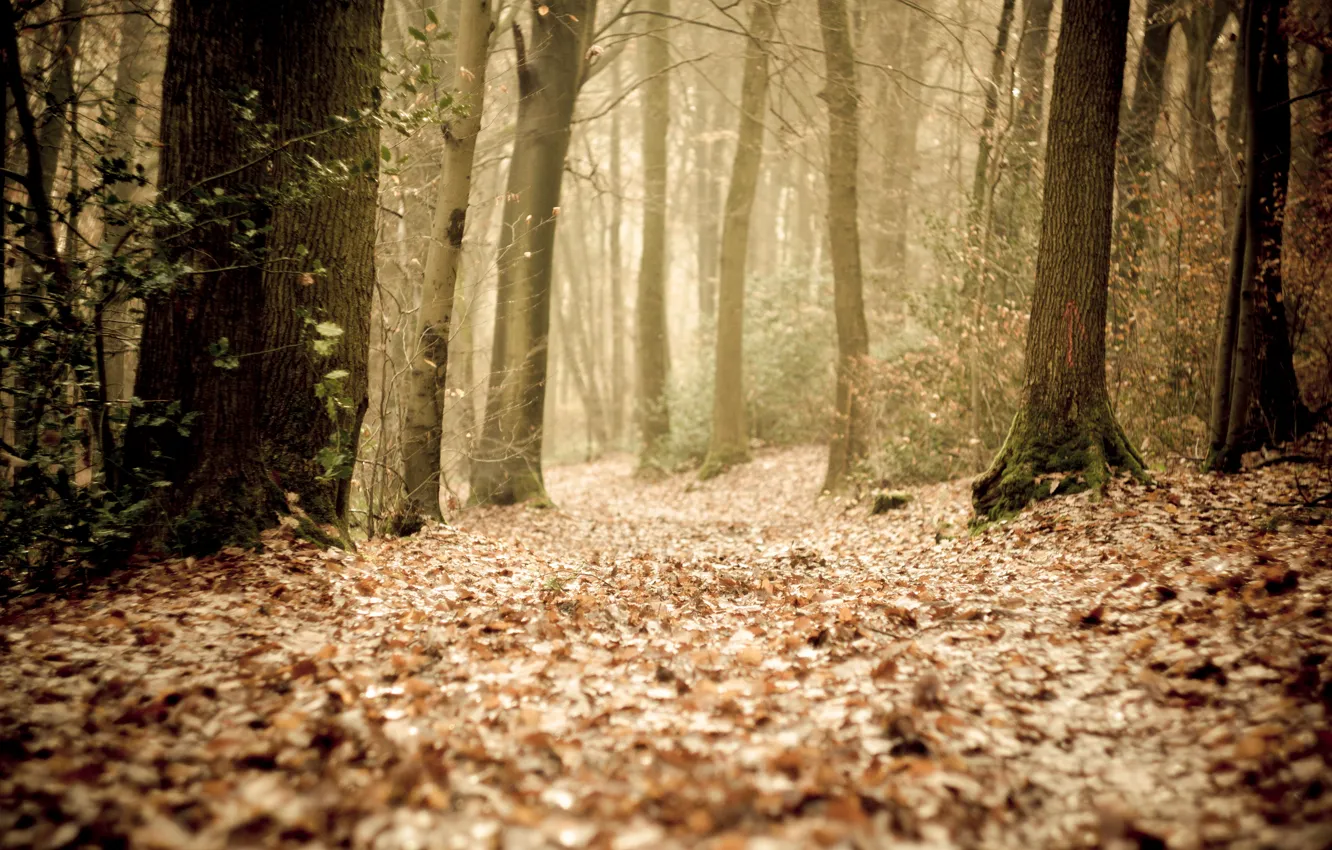 Фото обои осень, лес, листья, деревья, туман, путь, дорожка