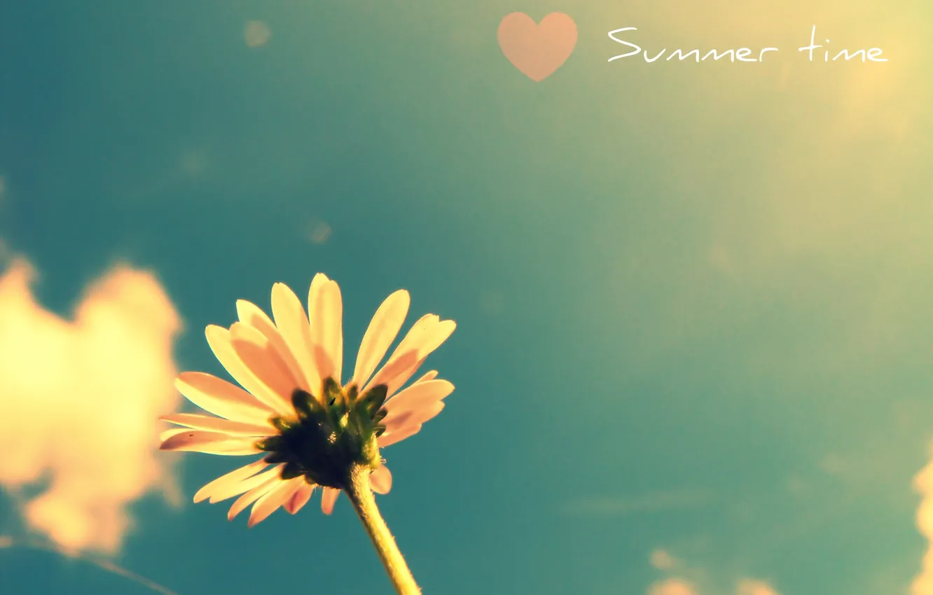 Фото обои цветок, лето, небо, растение, heart, colours, время года, summer flower