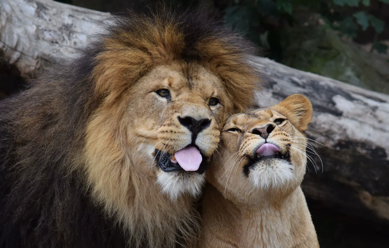 Фото обои лев, языки, львица