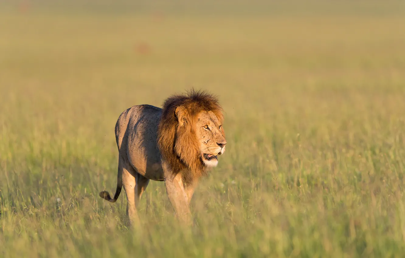 Фото обои трава, лев, grass, lion, Кения, Kenya, Masai Mara, Масаи Мара