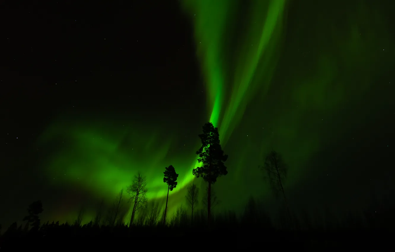 Фото обои лес, деревья, ночь, северное сияние
