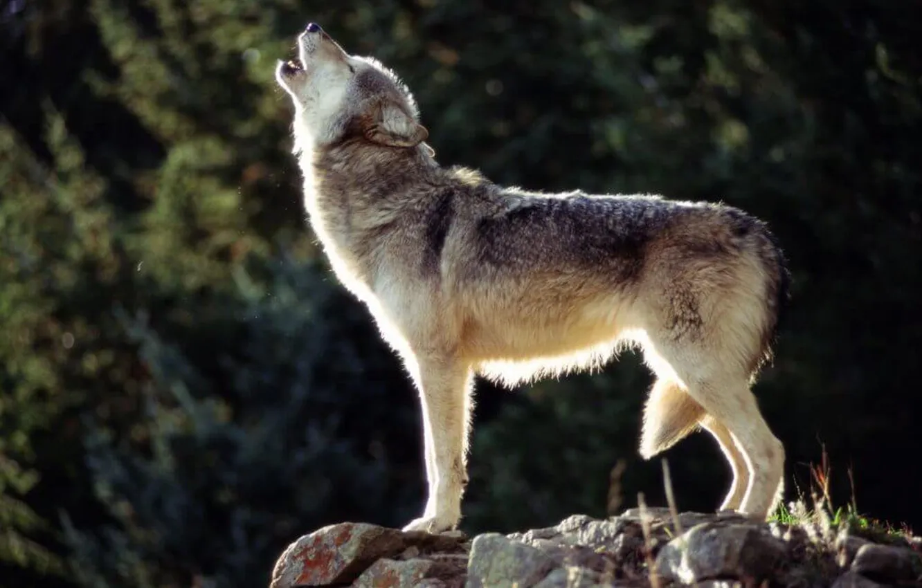 Фото обои predator, wolf, portrait, portrait., Canis lupus. face