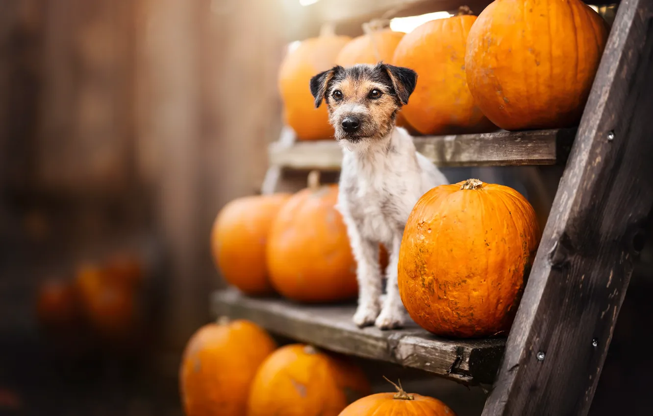 Фото обои осень, собака, урожай, тыквы
