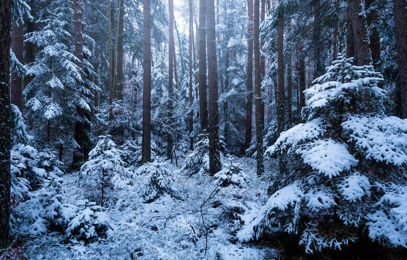 Фото обои зима, лес, снег, ели, ствол, заснеженные
