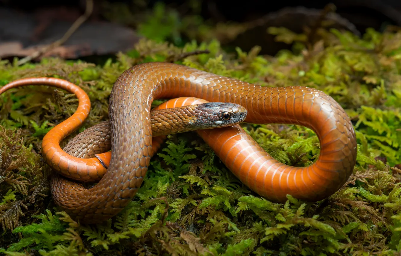 Фото обои зелень, взгляд, поза, мох, змея, оранжевая, рыжая, рептилия