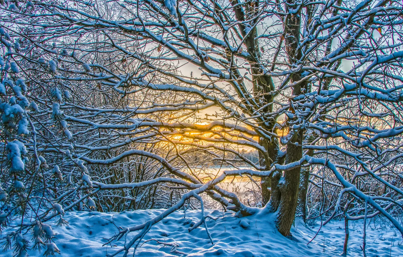 Фото обои зима, иней, свет, снег, закат, ветки, желтый, природа
