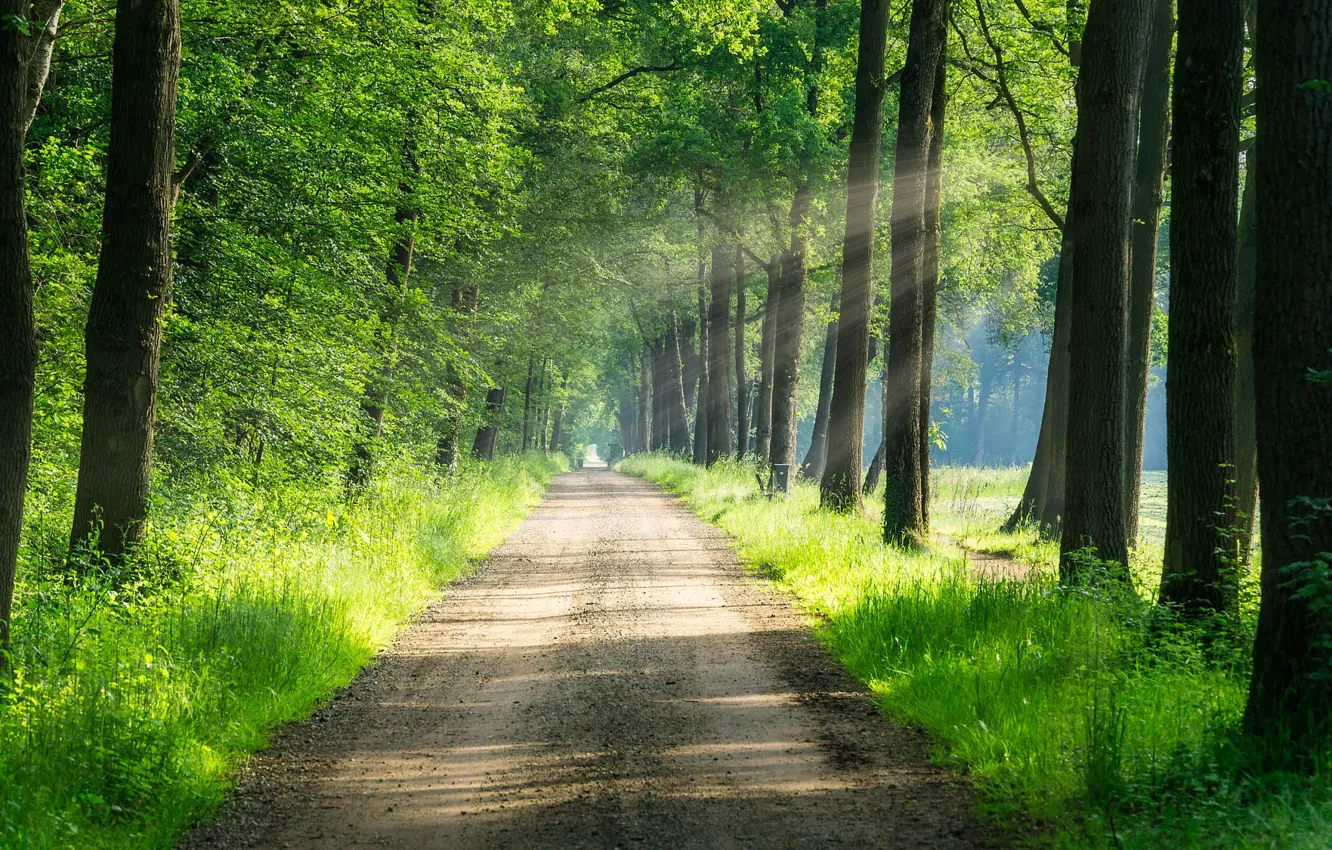 Фото обои дорога, зелень, лес, лето, трава, солнце, лучи, свет