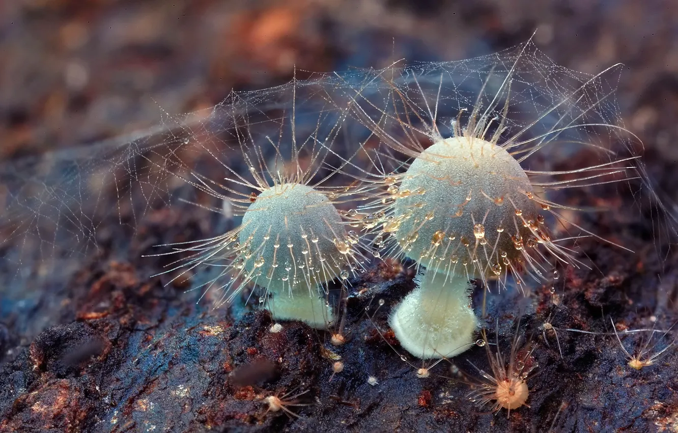 Фото обои капли, макро, роса, грибы, паутина, антенны