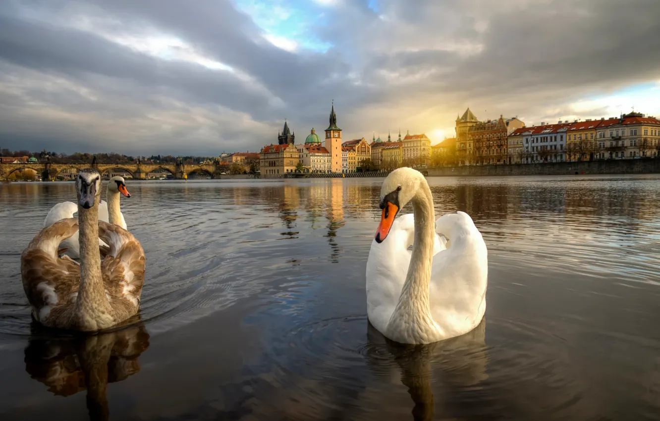 Фото обои Прага, Чехия, лебеди