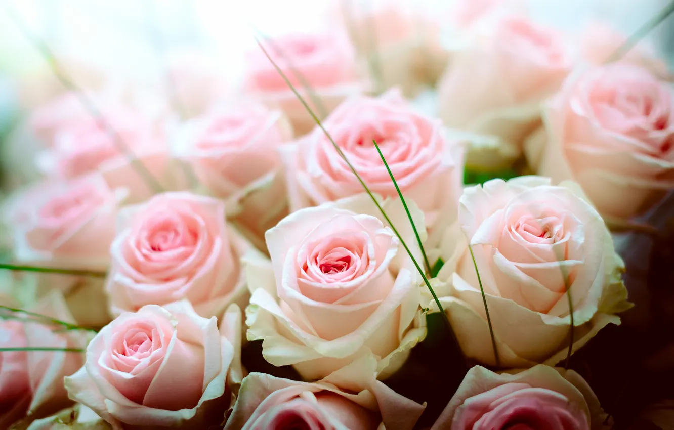 Фото обои нежность, розы, букет, бутоны