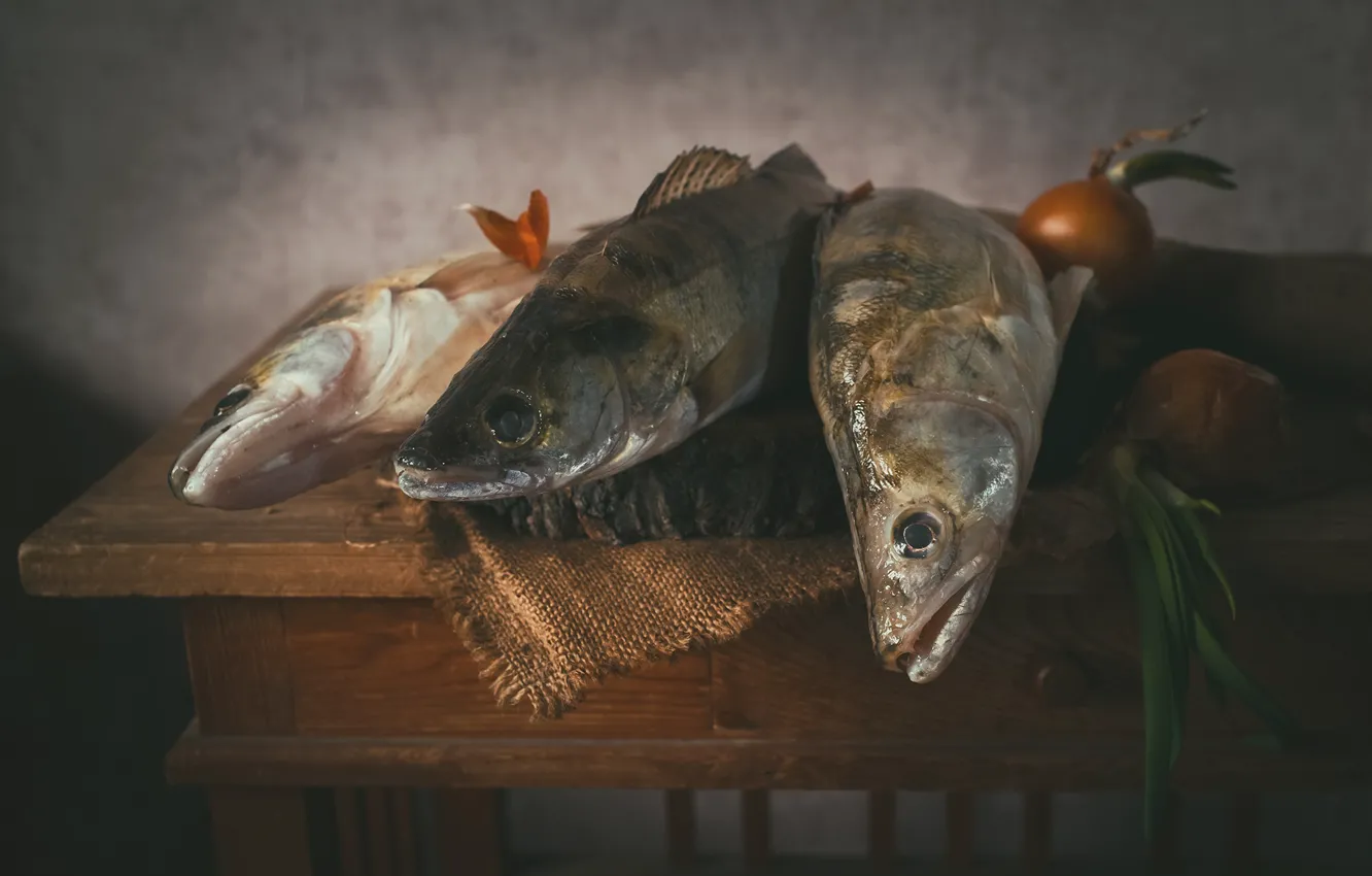 Фото обои рыба, лук, судак, судаки