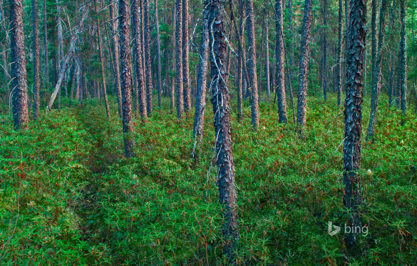 Фото обои деревья, растения, США, Миннесота, черный лес, Superior National Forest