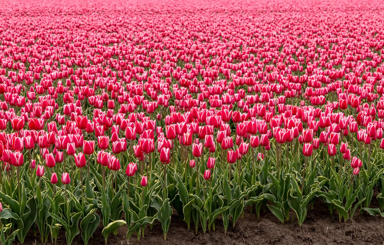 Фото обои поле, цветы, весна, тюльпаны, розовые, бутоны, много, Голландия