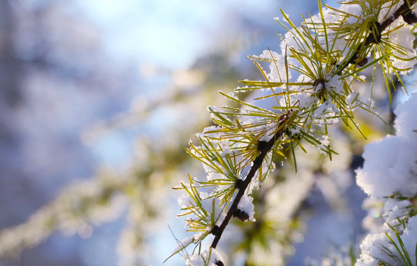 Фото обои winter, snow, tree, cold, pine, twig