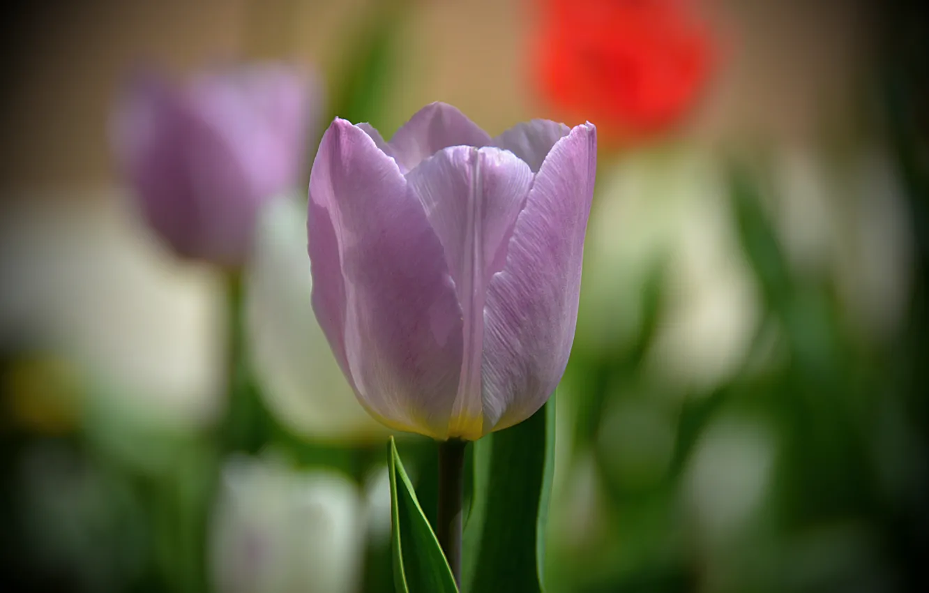 Фото обои Весна, Spring, Боке, Bokeh, Сиреневый тюльпан, Lilac tulip