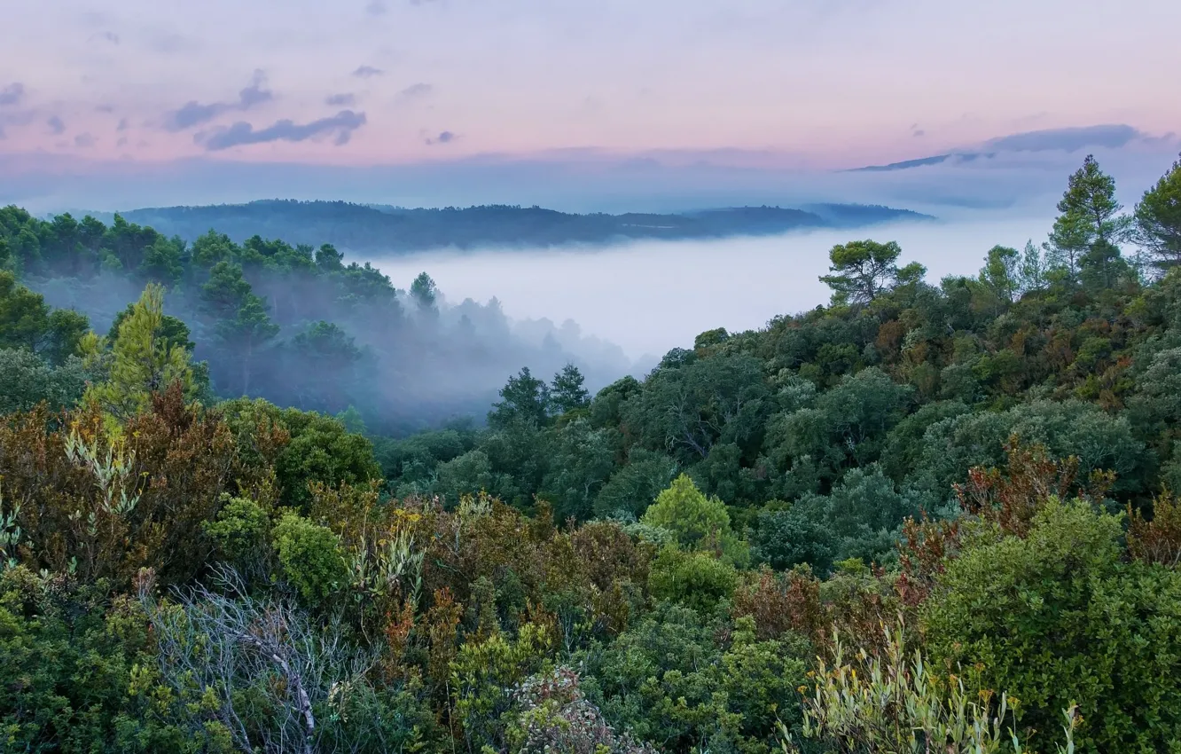 Фото обои лес, туман, утро