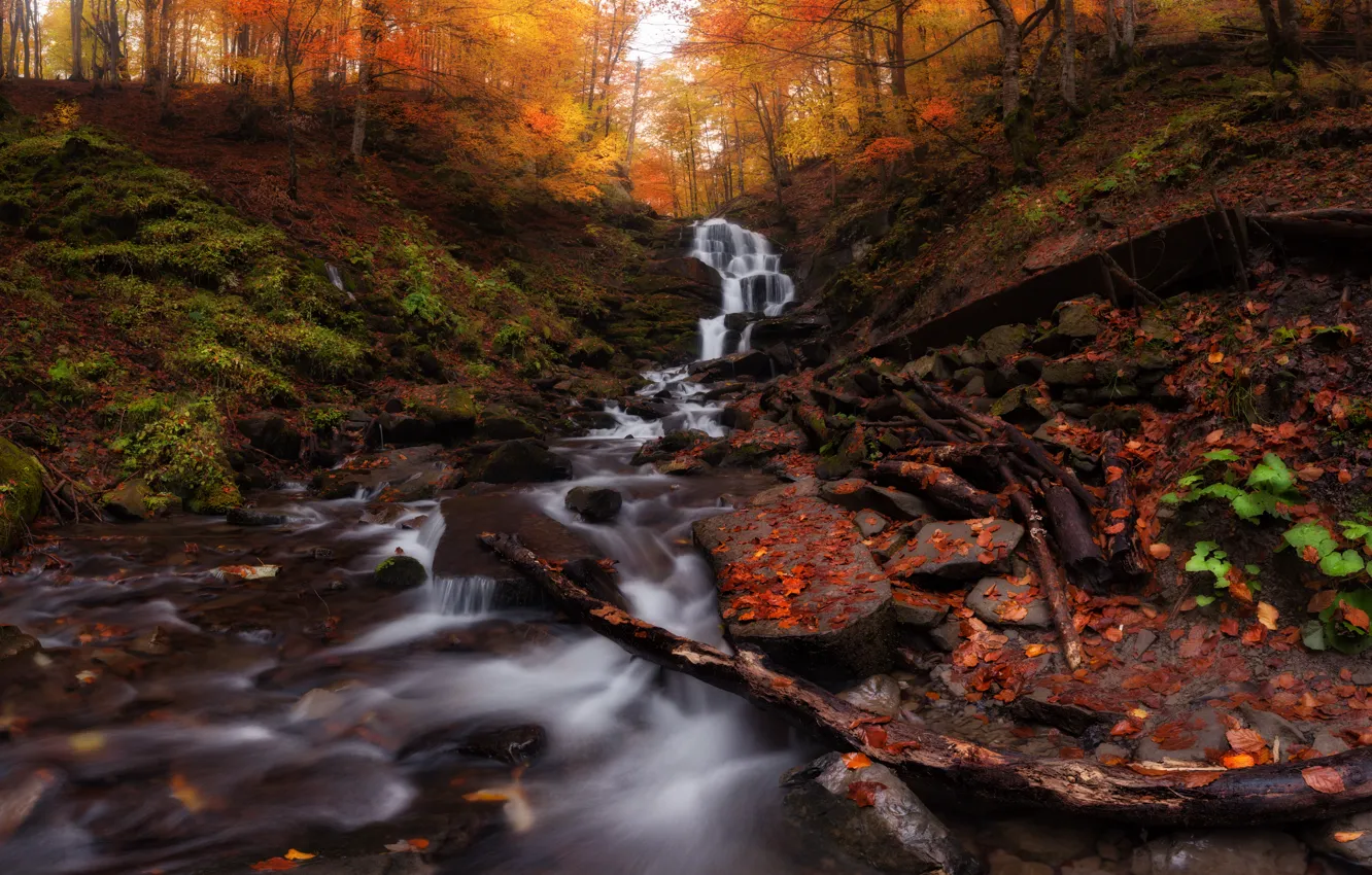 Фото обои осень, листья, деревья, Украина, Карпаты, Закарпатье, горный водопад Шипот