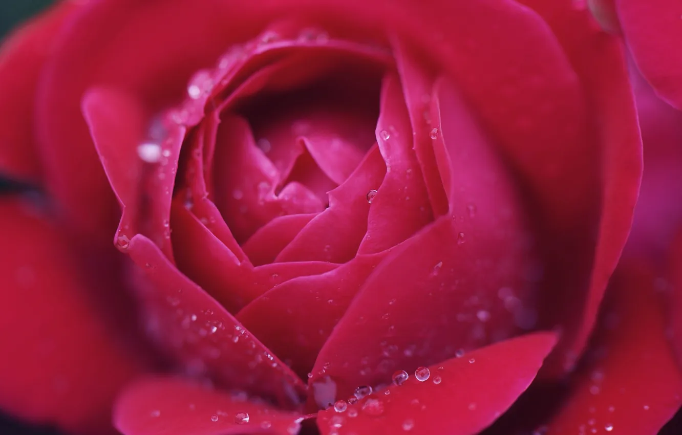Фото обои цветок, макро, розовая, роза