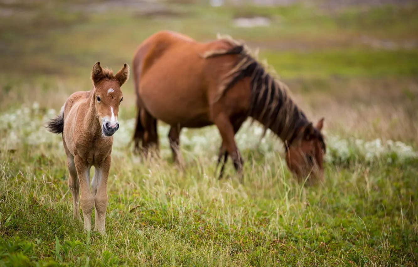 Фото обои трава, малыш, лошади, семья, пастбище, пара, мама, жеребенок