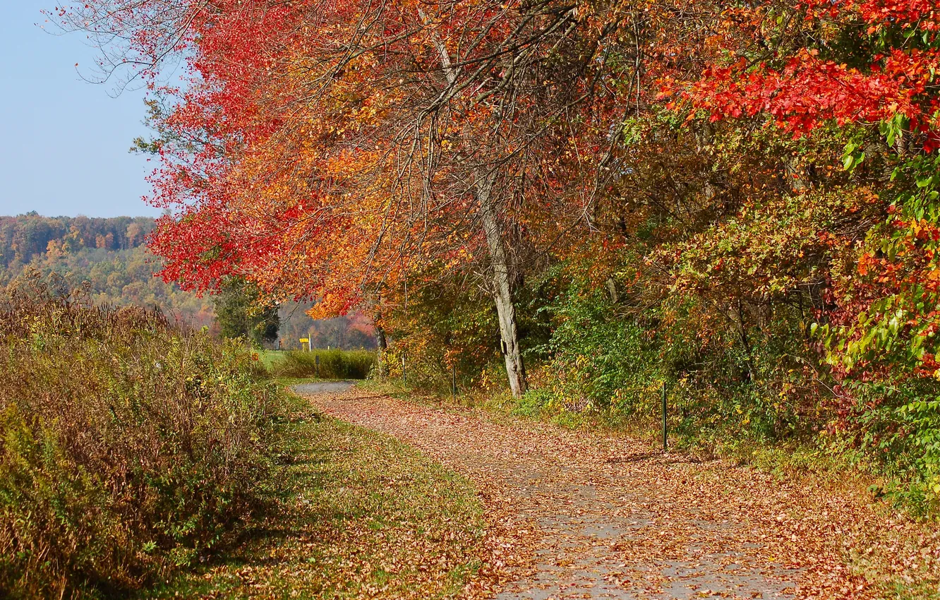 Фото обои дорога, осень, небо, деревья