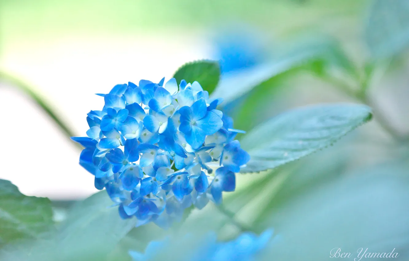 Фото обои цветение, гортензия, Ben Yamada