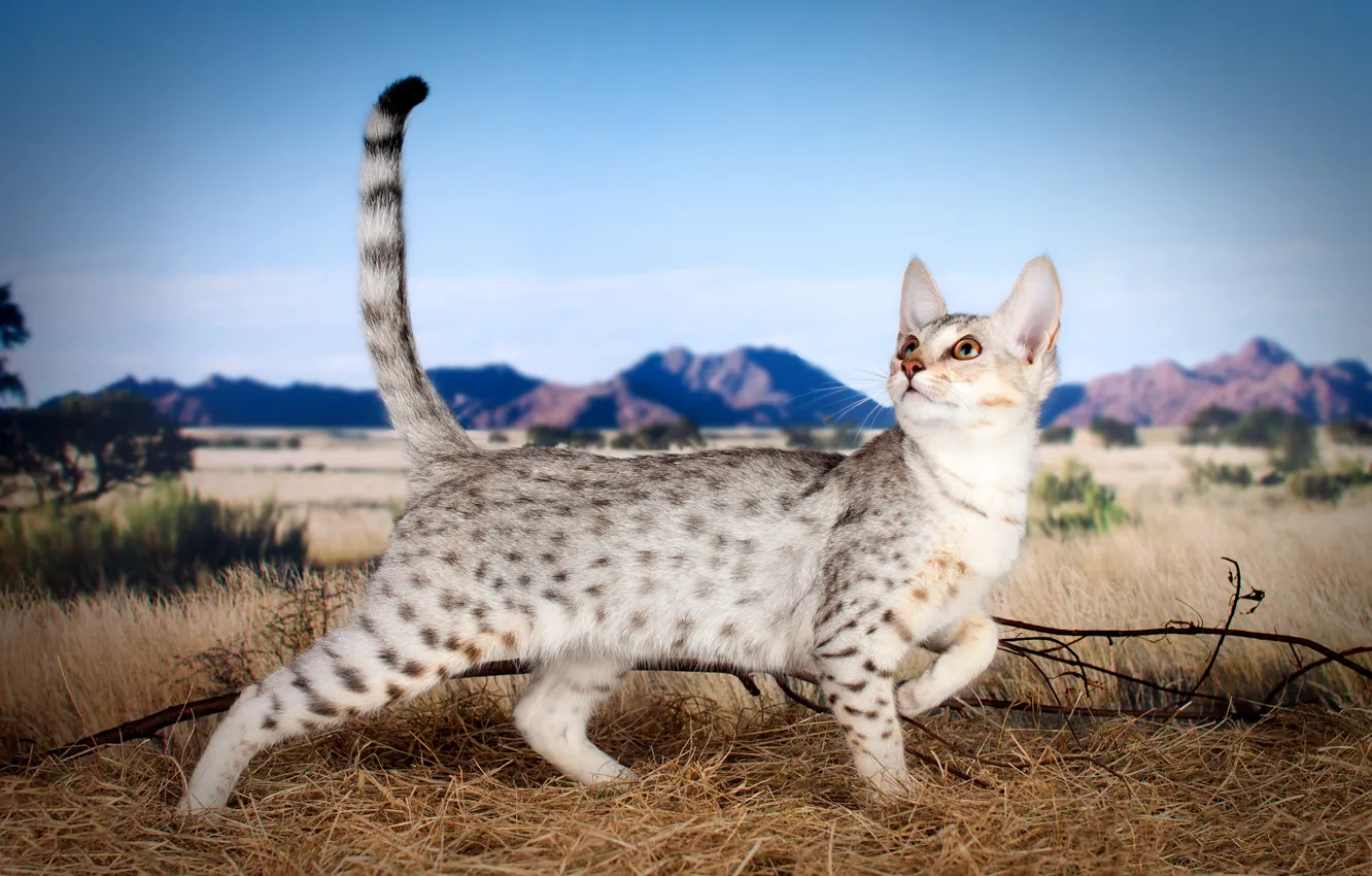 Фото обои поле, кошка, небо, кот, горы, ветки, природа, поза