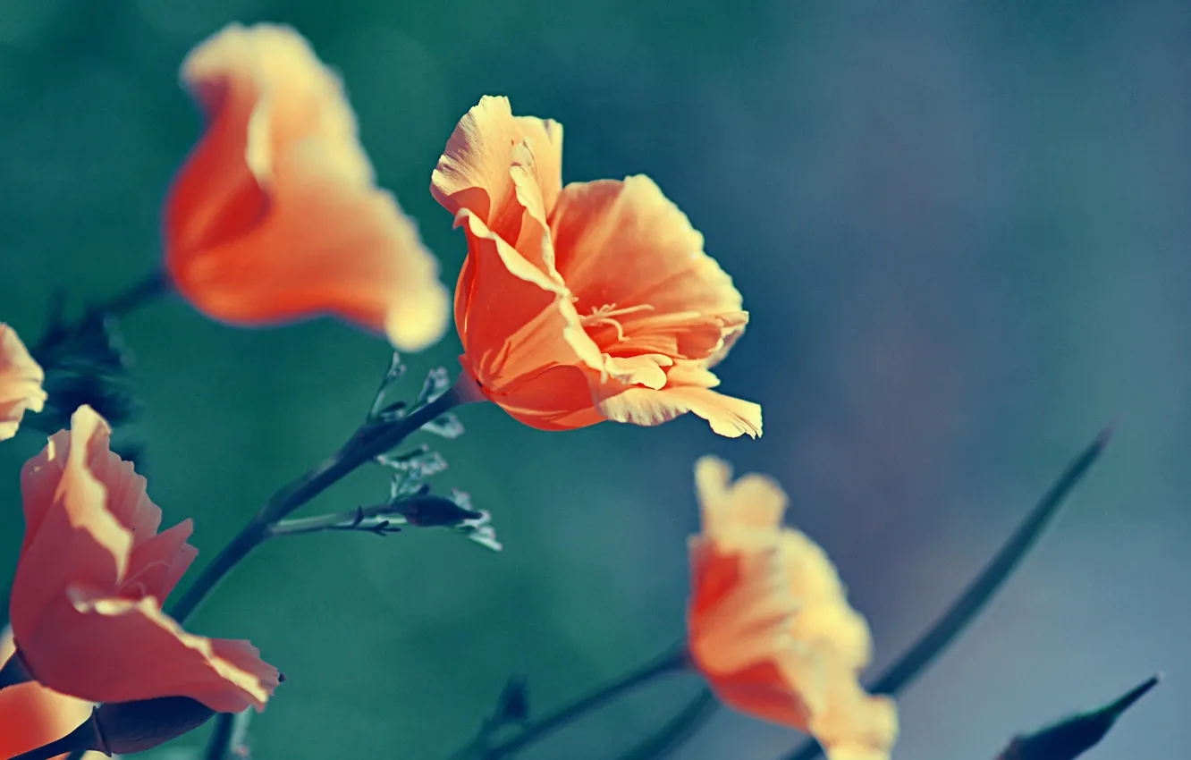 Фото обои макро, цветы, природа, цвет, маки, растения, оранжевые