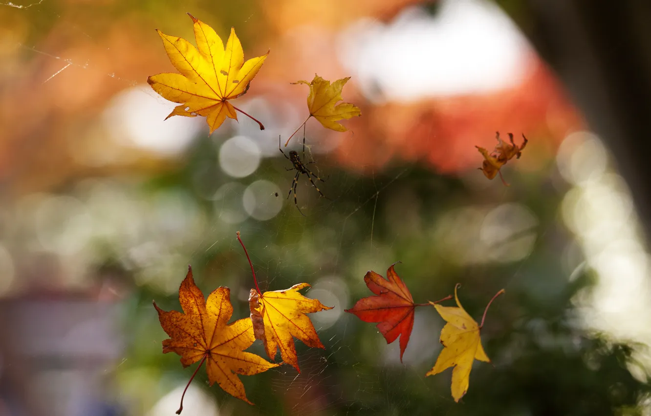 Фото обои осень, макро, листва, паутина, паук, боке