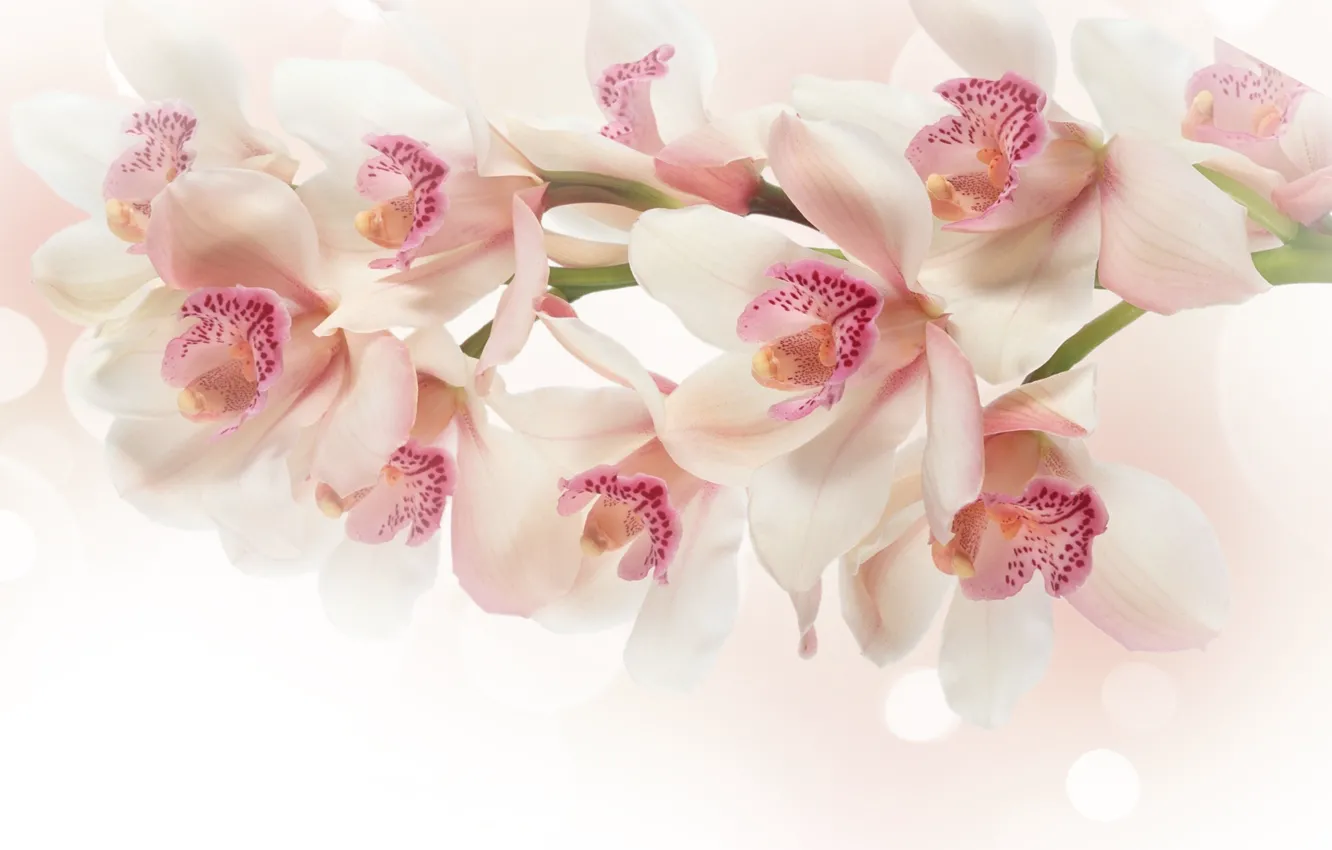 Фото обои цветы, ветка, розовые, белые, орхидея