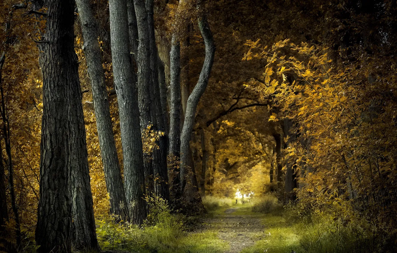 Фото обои деревья, природа, парк