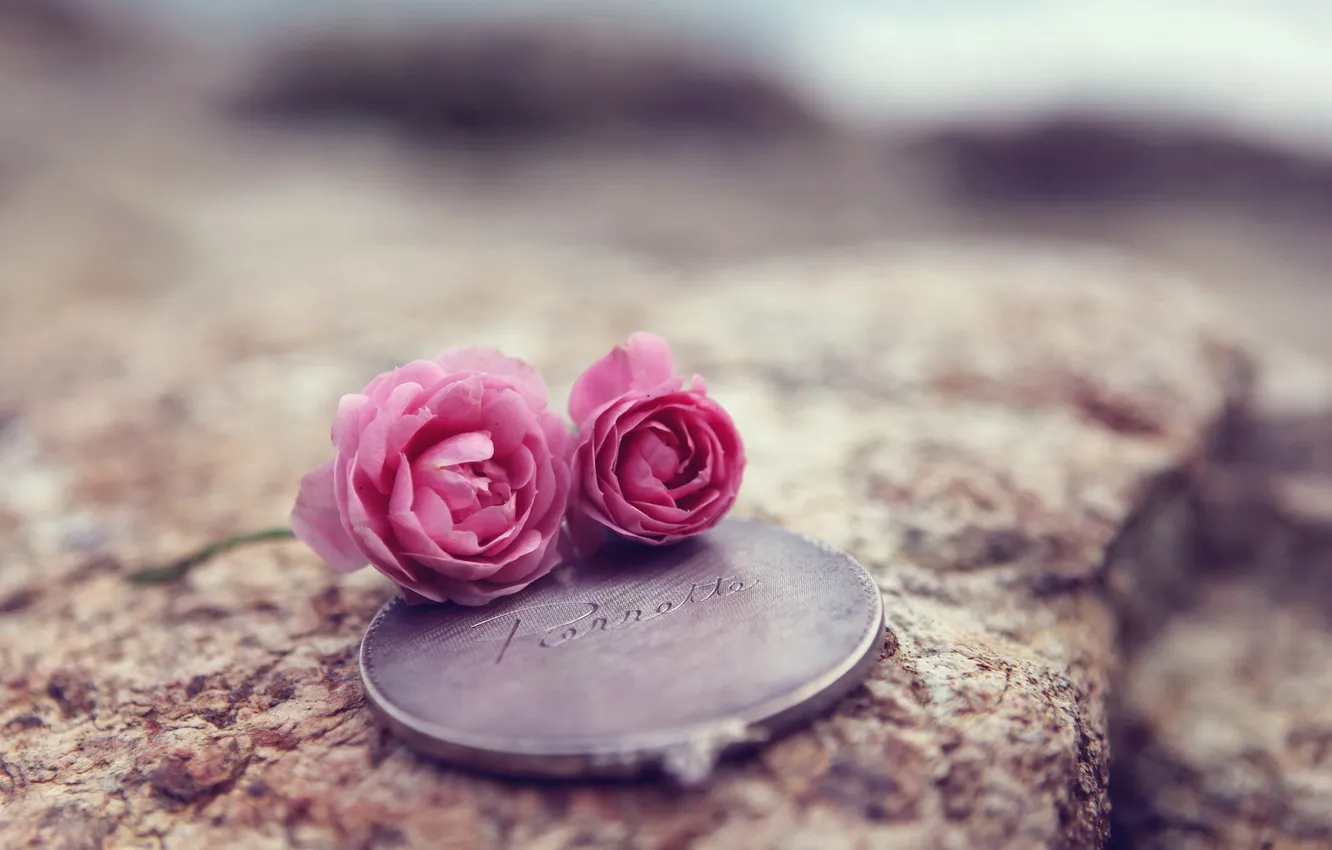 Фото обои макро, цветы, фон