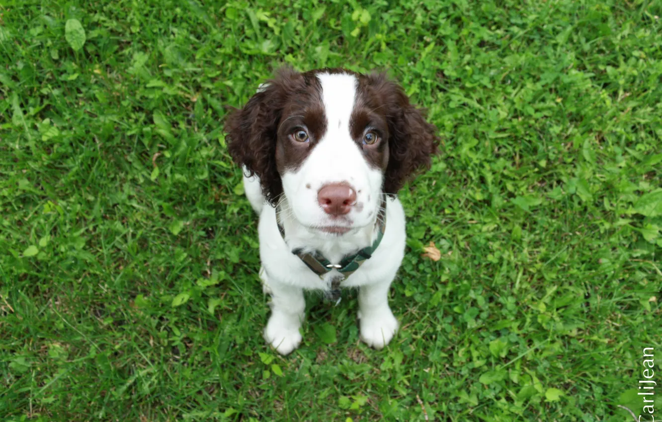 Фото обои лето, трава, маленький, пес, спаниель, 11 week old springer spaniel