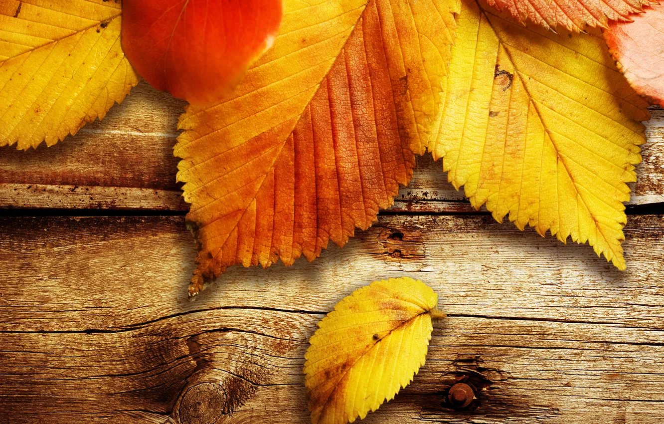 Фото обои осень, листья, макро, фото, дерево, доски, листок, доска