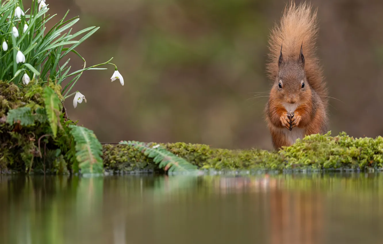 Фото обои цветы, весна, белка, подснежники, водоем