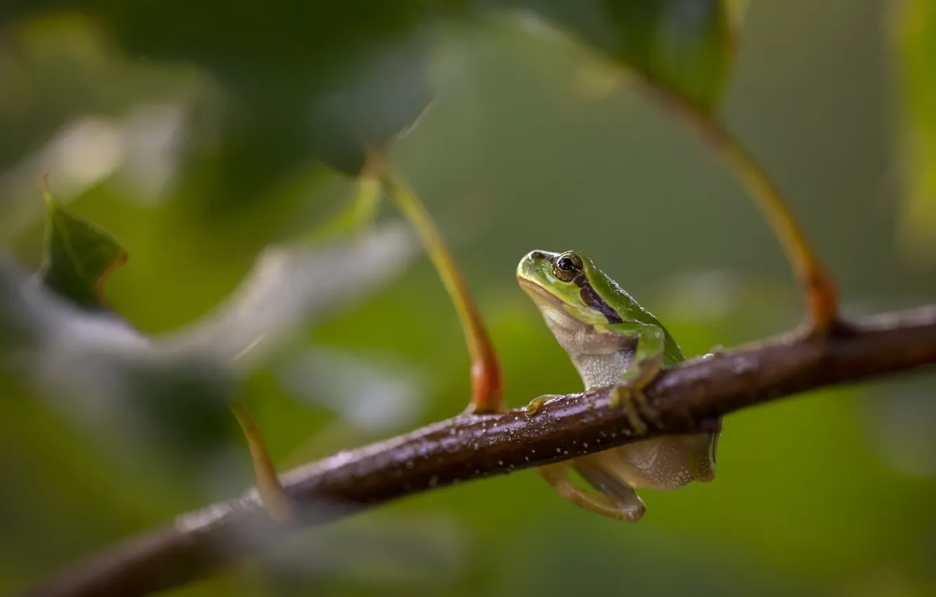 Фото обои Nature, Europese Boomkikker, European Tree Frog