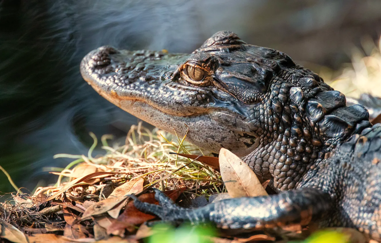 Фото обои крокодил, детеныш, водоем