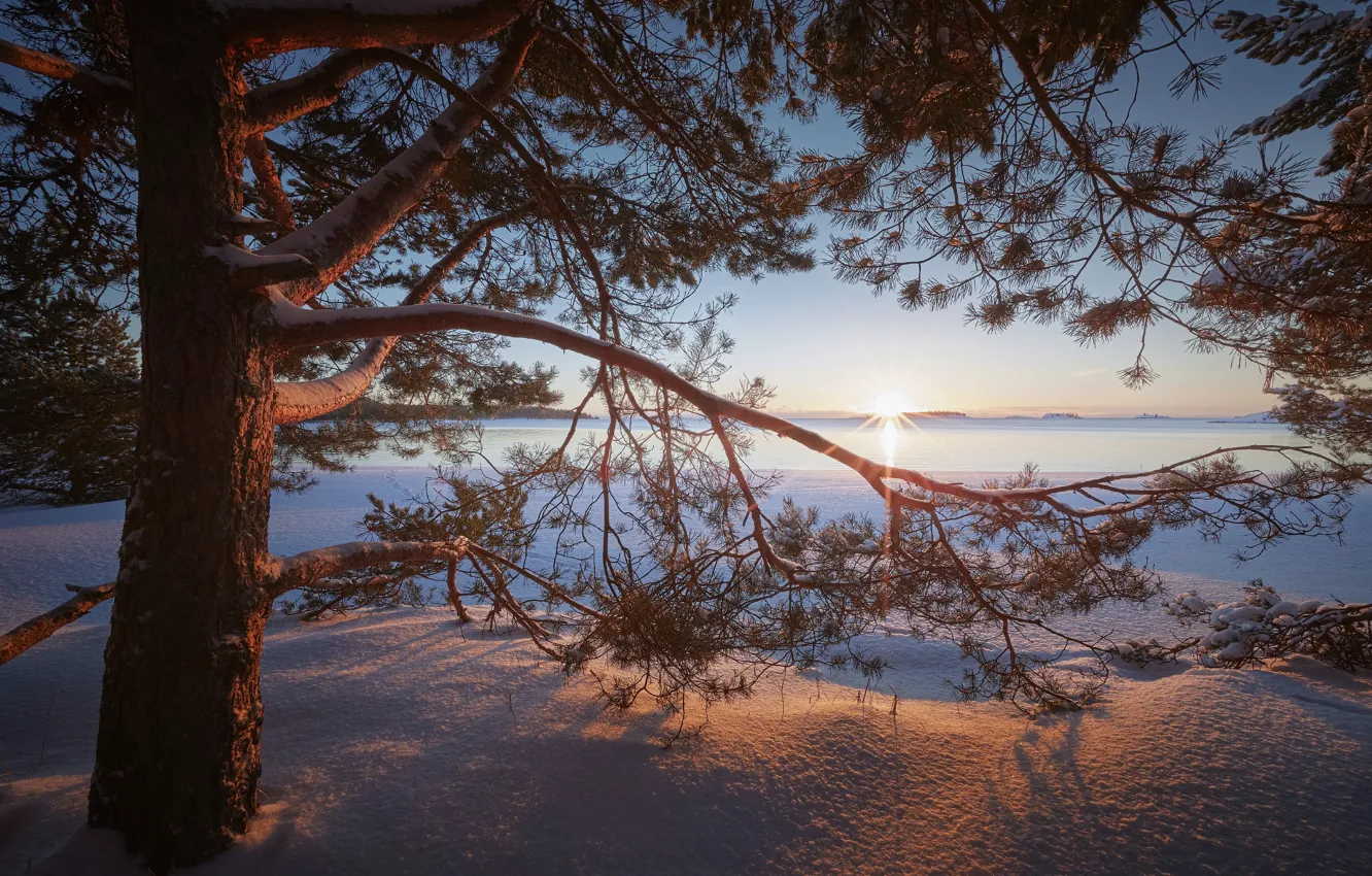 Фото обои зима, снег, ветки, озеро, дерево, рассвет, утро, сугробы