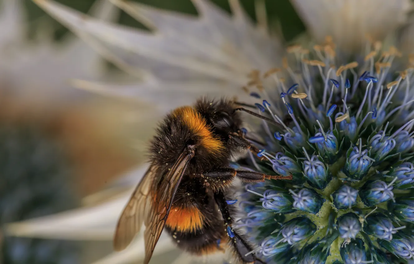 Фото обои цветок, макро, пчела, фон, пыльца, насекомое, шмель, опыление