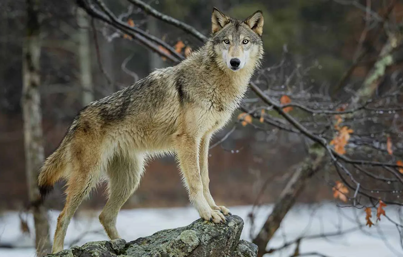 Фото обои nature, face, animal, wolf, wildlife, head, fur, mammal