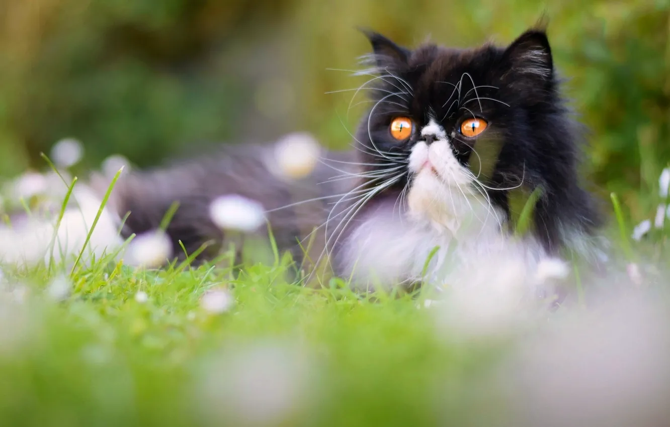 Фото обои кот, перс, Персидская кошка