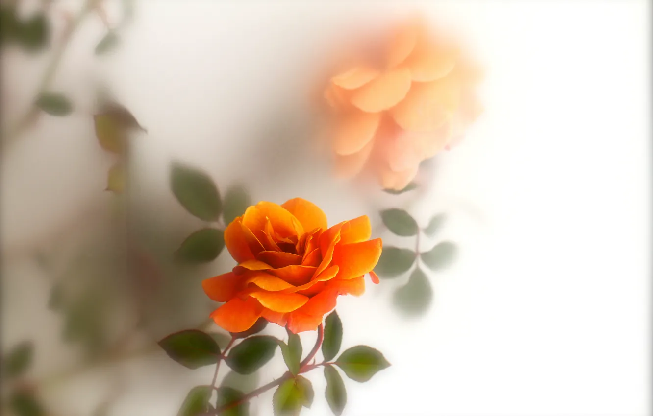 Фото обои листья, роза, оранжевая, размытость