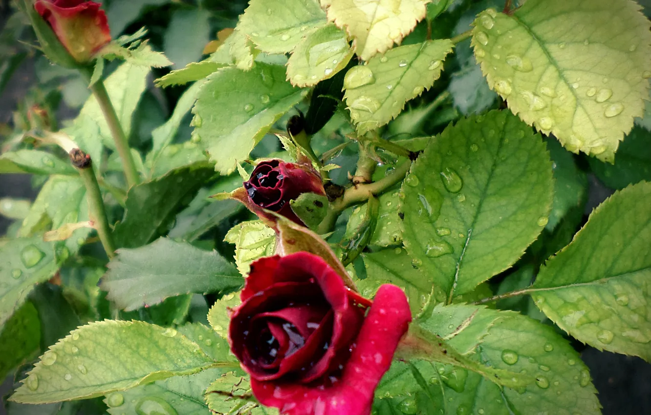 Фото обои капли, дождь, розы, июль