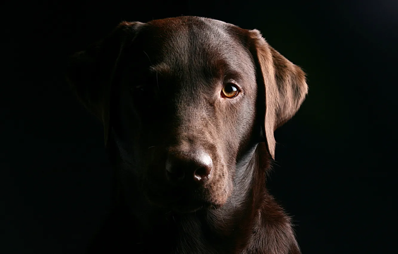 Фото обои глаза, морда, собака, пес, черный фон, лабрадор